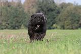 BOUVIER DES FLANDRES 092